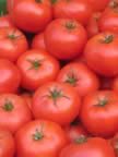 Tomatoes1.jpg (18kb)